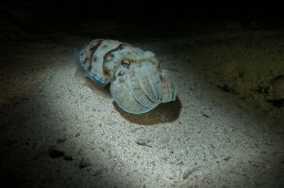 20010620_Mangrove_Bay_Nacht_0019